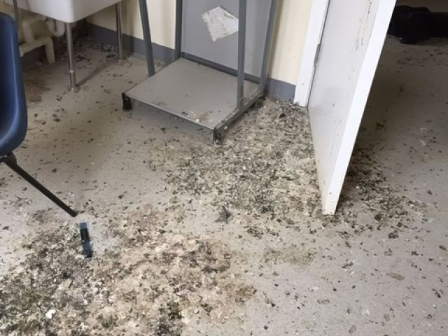 adur-pest-control (7)-kireth-ai